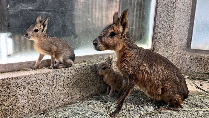 搶攻最強親子檔期！壽山動物園推母親節女性與12歲以下兒童免費入園，新生動物＋話題特展，打造南台灣親子旅遊亮點